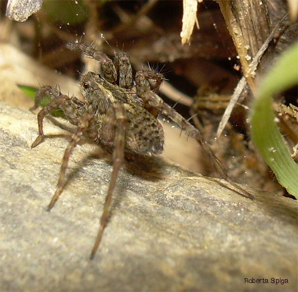 Pardosa sp.